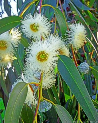 Eucalyptus Painting By Numbers.png