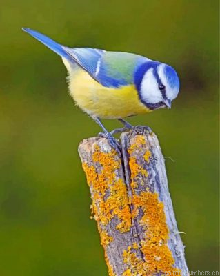 Eurasian Blue Tit Bird Painting By Numbers.png