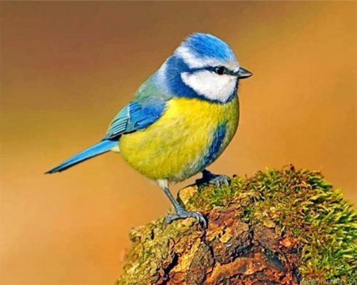 Eurasian Blue Tit Painting By Numbers.png
