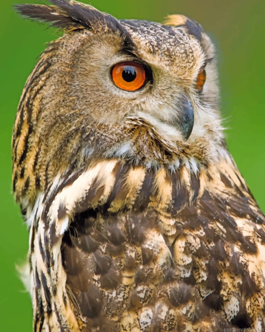 Eurasian Eagle Owl Birds Painting By Numberss.png