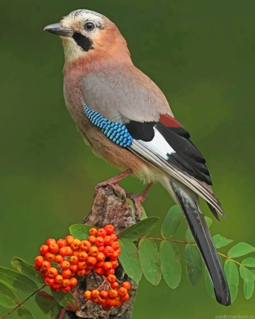 Eurasian Jay Bird Painting By Numberss.png