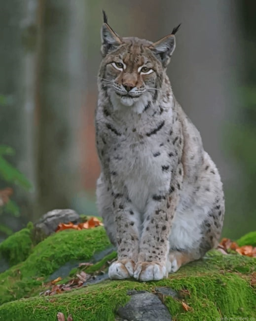 Eurasian Lynx Animals Painting By Numberss.png