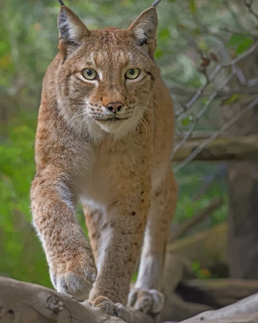 Eurasian Lynx Cat Animals Painting By Numberss.png