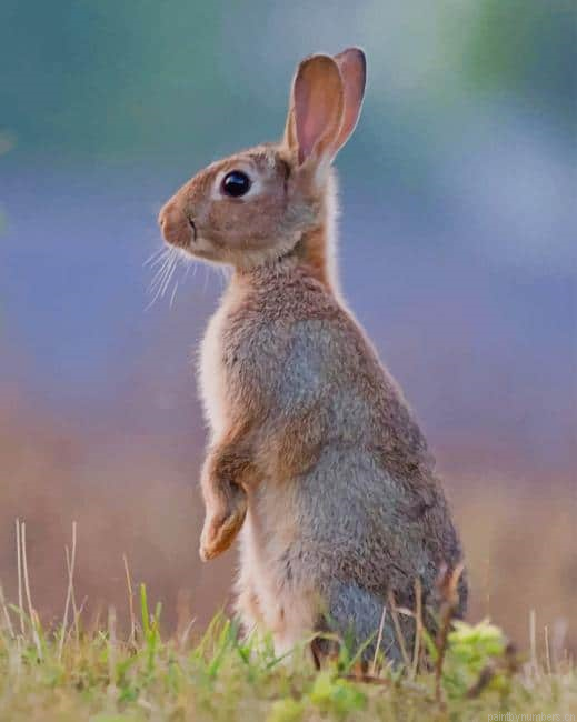 European Rabbit Animals Painting By Numberss.png