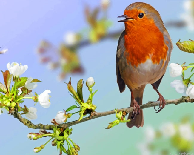 European Robin Birds Painting By Numbers.png
