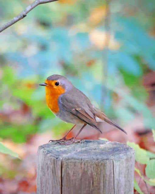 European Robin Painting By Numberss.png
