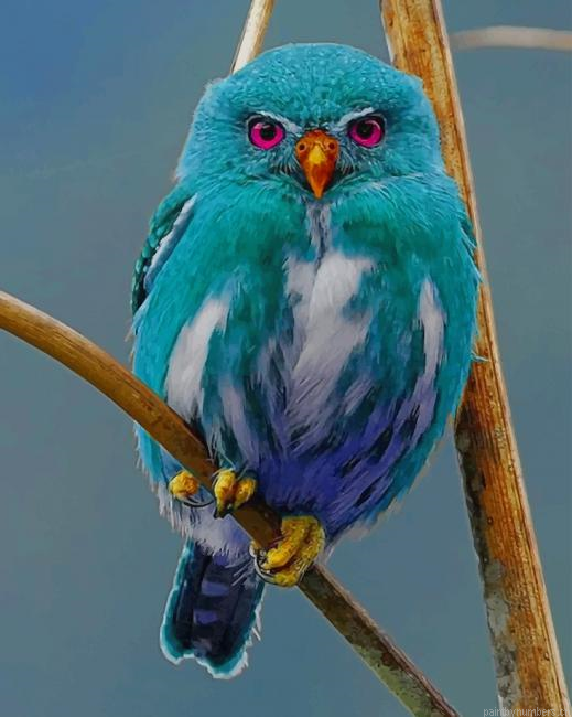 Exotic Owl Birds Painting By Numberss.png