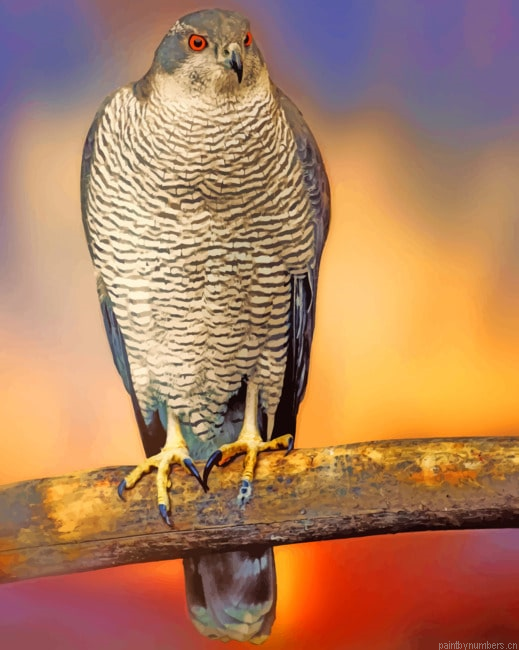 Falcon Hawk Species Birds Painting By Numberss.png