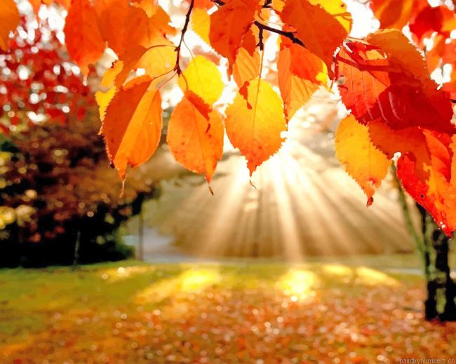 Fall Leaves Plants Painting By Numbers.png