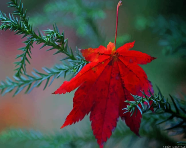 Fallen Red Leaf Plants Painting By Numberss.png