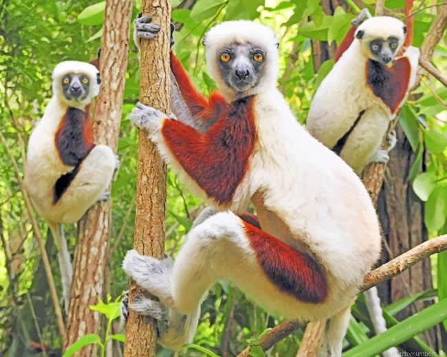 Family Of Lemurs Animals Painting By Numberss.png