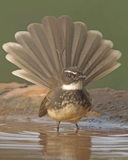 Fantail Bird Painting By Numberss.png