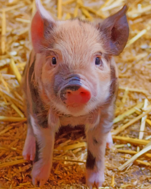 Farrow Farm Pig Animals Painting By Numberss.png