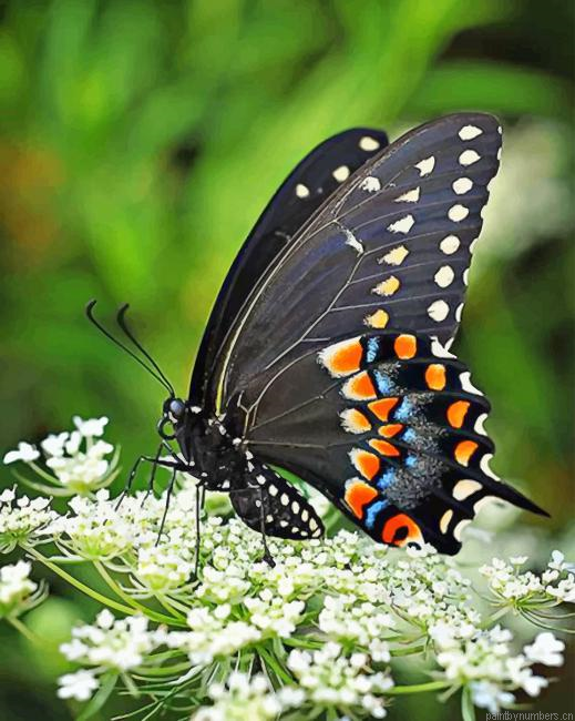 Female Black Swallowtail Butterfly Insects Painting By Numberss.png