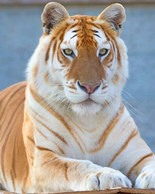 Female Golden Tiger Animals Painting By Numbers.png