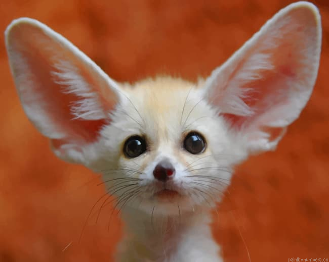 Fenech Fox Species Animals Painting By Numberss.png
