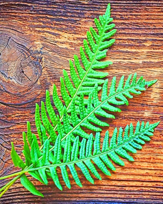 Fern Plant Leaves Painting By Numberss.png
