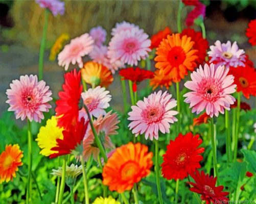 Field Of Gerberas Painting By Numbers.png