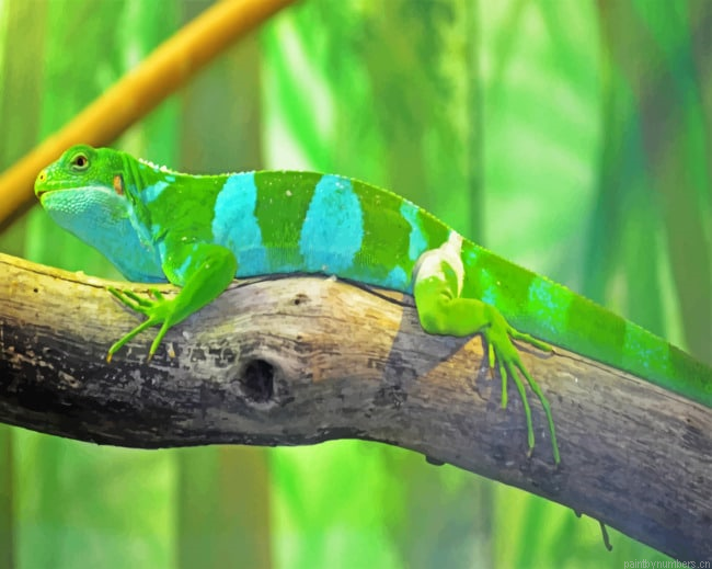 Fijian Banded Iguana Reptiles Painting By Numbers.png