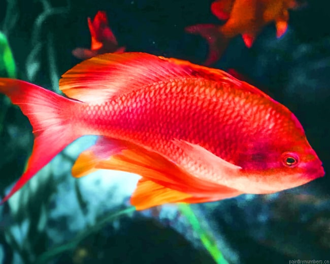 Fish In Aquarium Corals Painting By Numberss.png