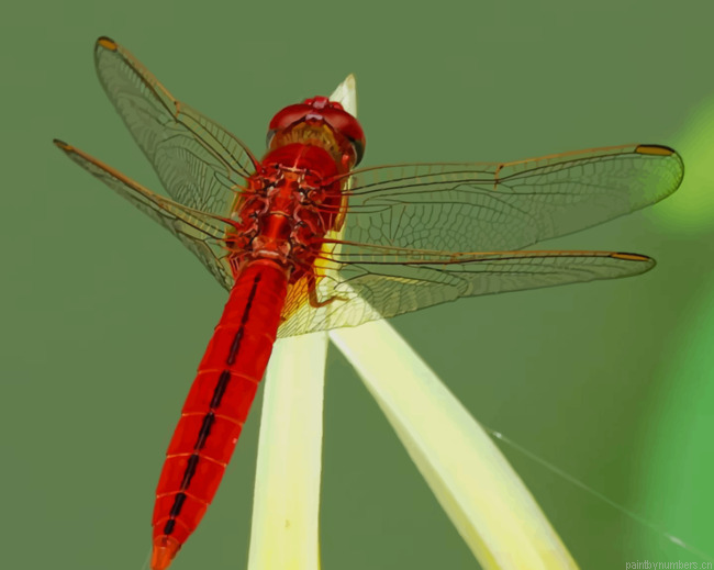 Flame Skimmer Perching Insects Painting By Numberss.png