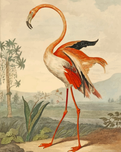 Flamingo Bird Painting By Numbers.png