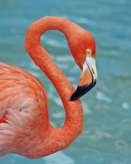 Flamingo Birds Painting By Numberss.png
