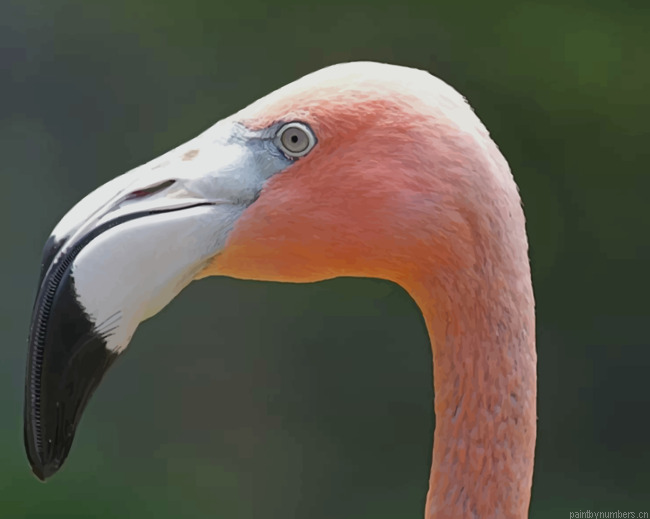Flamingo With Tropical Color Birds Painting By Numberss.png