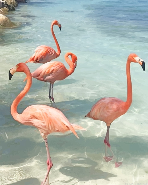 Flamingos Birds Painting By Numbers.png