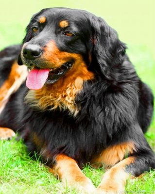 Flat Coated Retriever Painting By Numbers.png