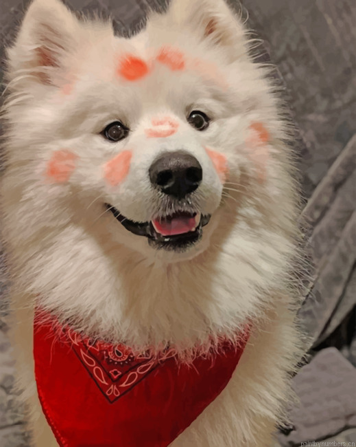 Flirty American Eskimo Painting By Numberss.png