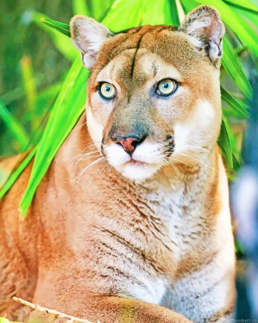Florida Panther Animals Painting By Numbers.png
