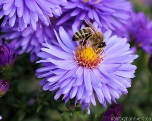 Flowers Bees Painting By Numbers.png