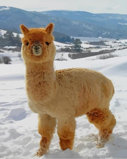 Fluffy Adorable Baby Alpaca Painting By Numbers.png