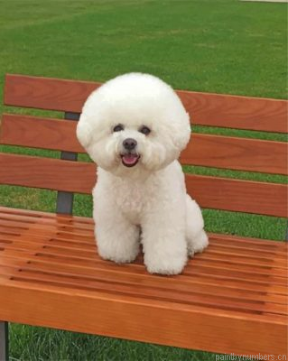 Fluffy Bichon Frise Painting By Numbers.png