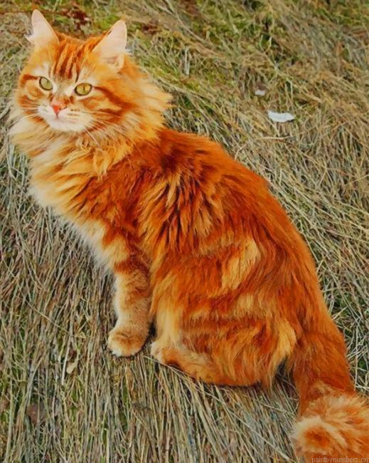 Fluffy Ginger Cat Animals Painting By Numberss.png