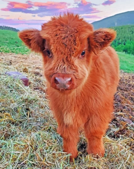 Fluffy Highland Cow Painting By Numberss.png