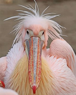 Fluffy Pelican Painting By Numbers.png