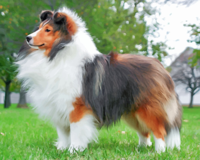 Fluffy Sheltie Painting By Numberss.png