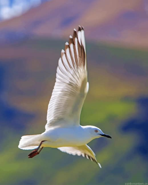 Flying Columbidae Birds Painting By Numberss.png