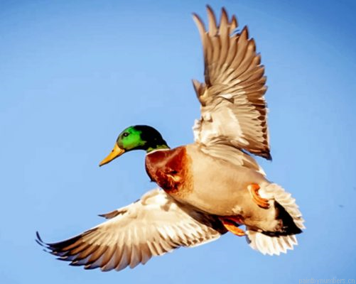 Flying Duck Painting By Numberss.png