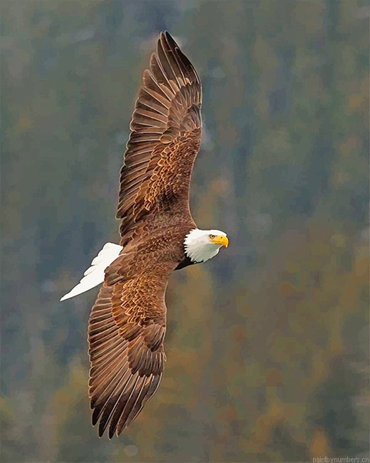 Flying Eagle Birds Painting By Numbers.png