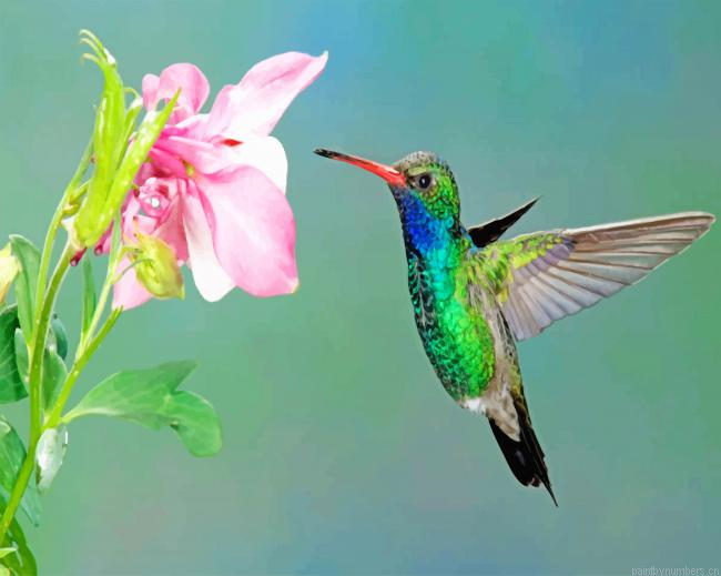 Flying Hummingbird And Pink Flower Painting By Numberss.png