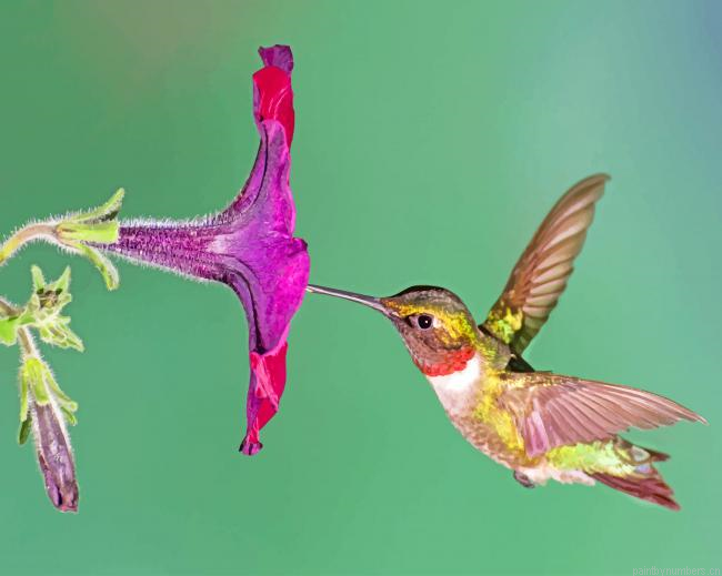 Flying Hummingbird Painting By Numberss.png