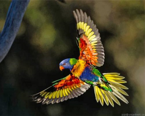 Flying Lorikeet Painting By Numbers.png