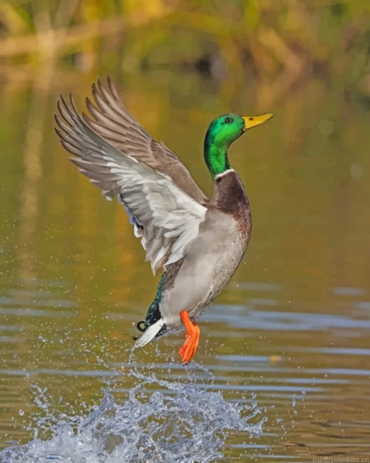 Flying Mallard Birds Painting By Numberss.png
