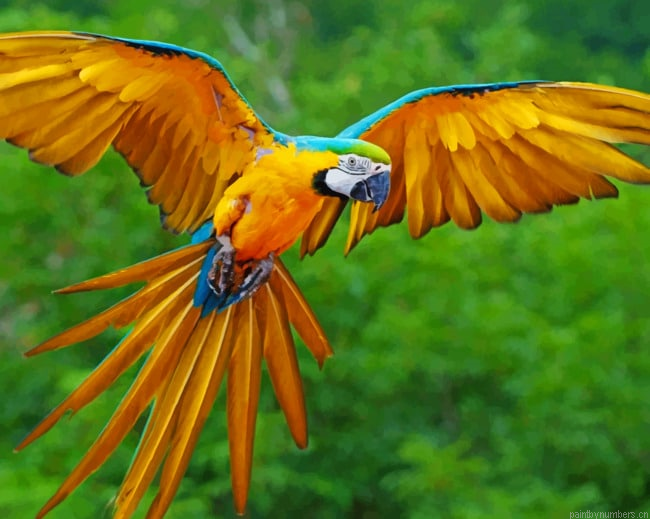 Flying Parrot Birds Painting By Numberss.png