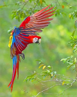 Flying Scarlet Macaw Painting By Numbers.png