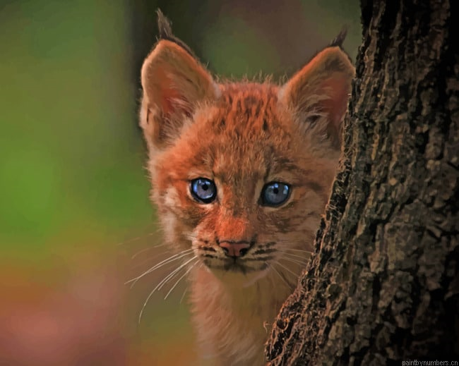 Forest Bobcat Cub Animals Painting By Numberss.png
