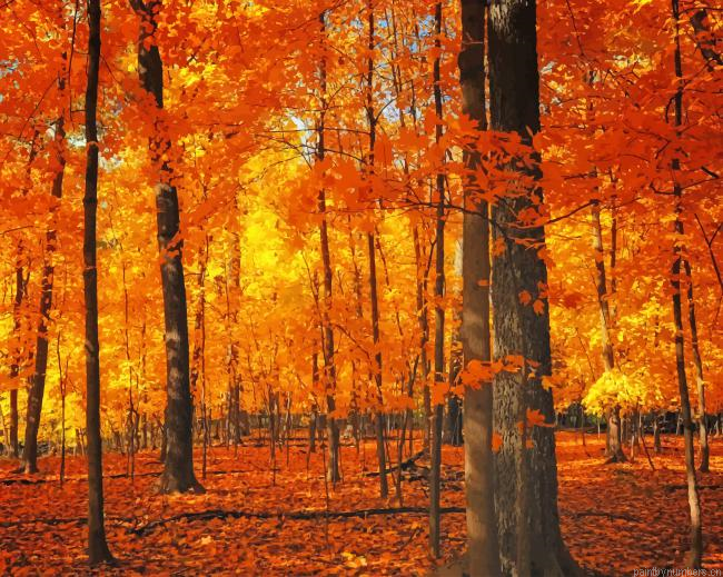 Forest Trees Autumn Painting By Numberss.png